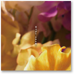 金森 浩太「雨上がり、すみれ色」